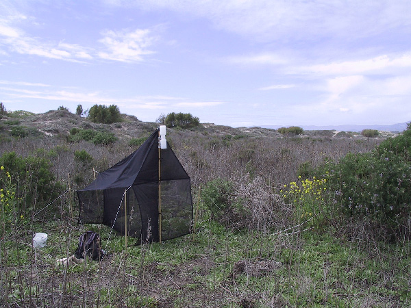 Malaise trap in dunes