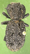 Click to enlarge